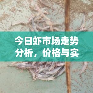 今日虾市场走势分析,价格与实时活动观察