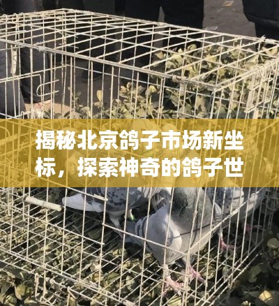 揭秘北京鸽子市场新坐标,探索神奇的鸽子世界实时报道