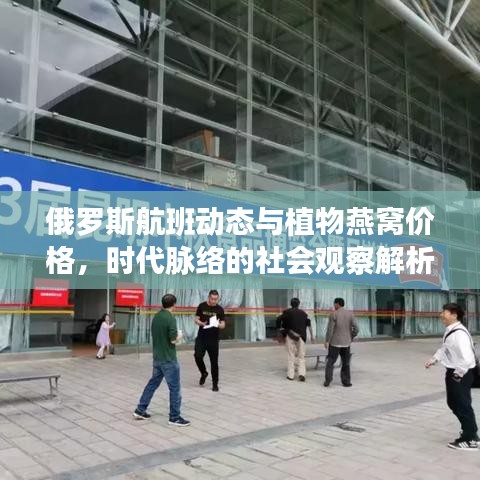 俄罗斯航班动态与植物燕窝价格,时代脉络的社会观察解析