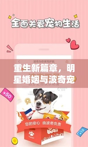 重生新篇章，明星婚姻与波奇宠物最新动态揭秘