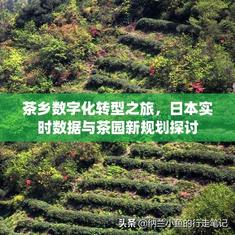 茶乡数字化转型之旅，日本实时数据与茶园新规划探讨