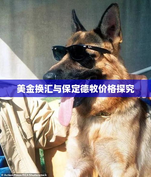 美金换汇与保定德牧价格探究