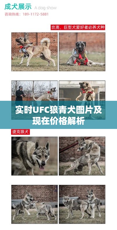 实时UFC狼青犬图片及现在价格解析