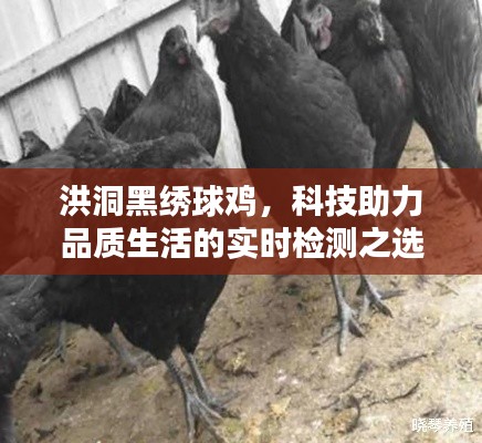 洪洞黑绣球鸡，科技助力品质生活的实时检测之选
