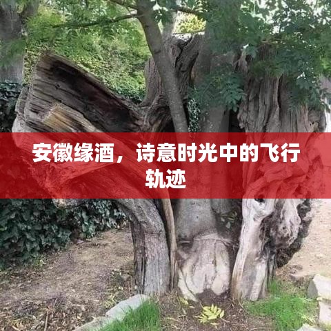 安徽缘酒，诗意时光中的飞行轨迹