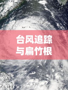 台风追踪与扁竹根价格——自然与人间的双重焦点