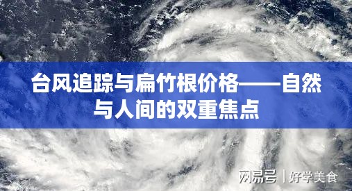台风追踪与扁竹根价格——自然与人间的双重焦点