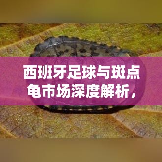 西班牙足球与斑点龟市场深度解析,实时战况与价格动态全掌握!