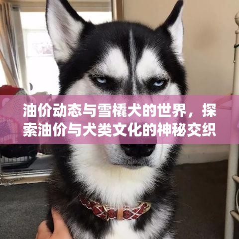 油价动态与雪橇犬的世界，探索油价与犬类文化的神秘交织