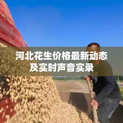 河北花生价格最新动态及实时声音实录