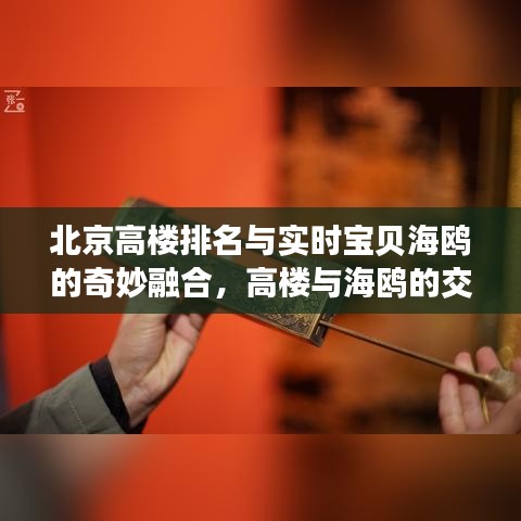 北京高楼排名与实时宝贝海鸥的奇妙融合,高楼与海鸥的交织故事