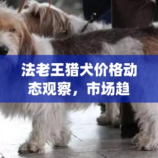 法老王猎犬价格动态观察,市场趋势与未来展望的时事报道