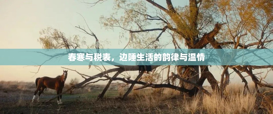 春寒与税表,边陲生活的韵律与温情