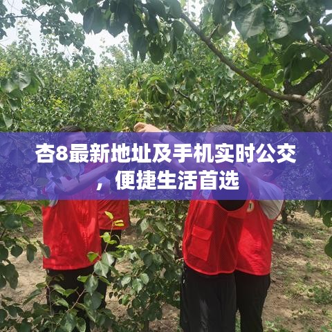 杏8最新地址及手机实时公交，便捷生活首选