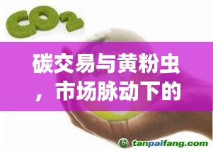 碳交易与黄粉虫,市场脉动下的生态微观观察