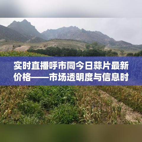 实时直播呼市同今日蒜片最新价格——市场透明度与信息时代的互动关系分析