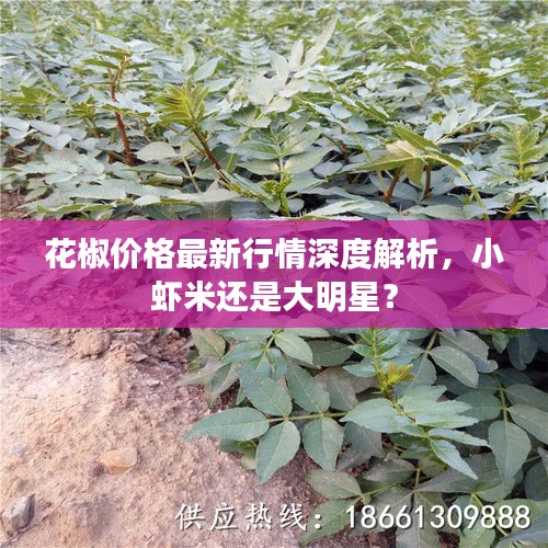 花椒价格最新行情深度解析，小虾米还是大明星？