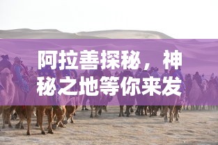 阿拉善探秘，神秘之地等你来发现！