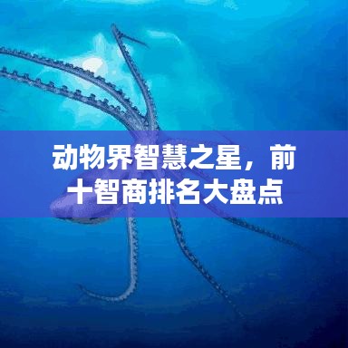 动物界智慧之星，前十智商排名大盘点
