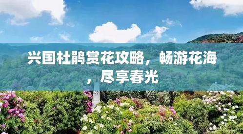 兴国杜鹃赏花攻略，畅游花海，尽享春光