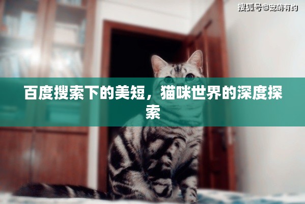 百度搜索下的美短，猫咪世界的深度探索