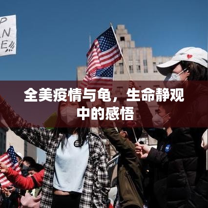 全美疫情与龟，生命静观中的感悟